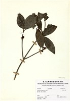 藏品(白花八角)的圖片